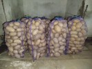 Продам велику та насінну картоплю